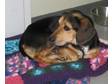Adopt Tito a Beagle