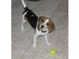 Adopt Chloe a Beagle